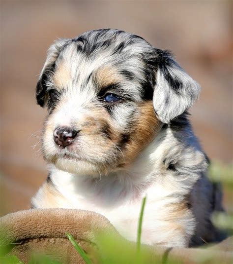 Mini Aussiedoodle Puppy Blue Merle Littleton Ranch Recommended