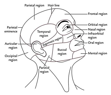 Anatomy And Regions Of Head Earths Lab