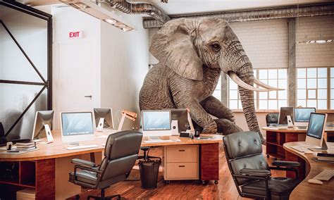 Big Elephant Sitting Inside An Office Loyal Partners