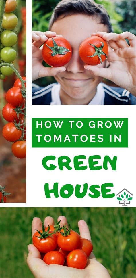 How To Grow Tomatoes In Greenhouse Greenhouse Tomatoes Guide Growing Tomatoes Greenhouse