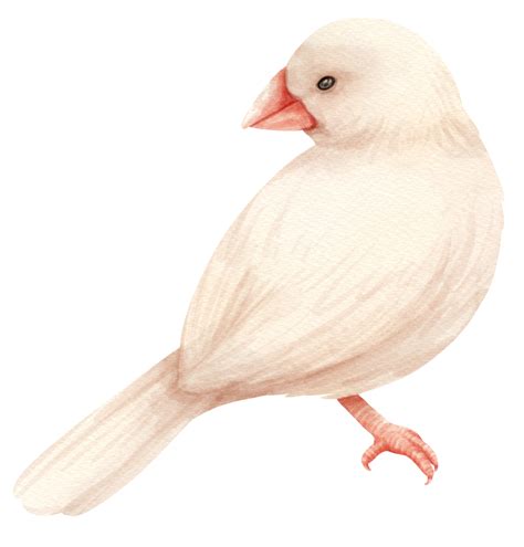 Watercolor Finch Bird Illustration 9373070 Png