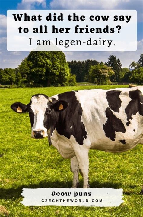 155 Best Cow Puns And Jokes That Are Simply Legen Dairy 2022