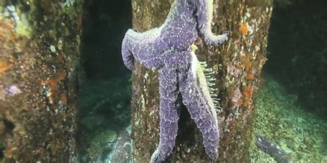 Starfish Disease Sea Star Wasting Syndrome Makes