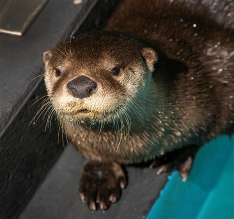 Louisiana Otters Get Warm Welcome At Wild Center Adirondack Explorer