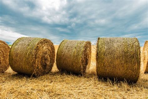 How Much Does A Bale Of Hay Cost Types Hay And Price