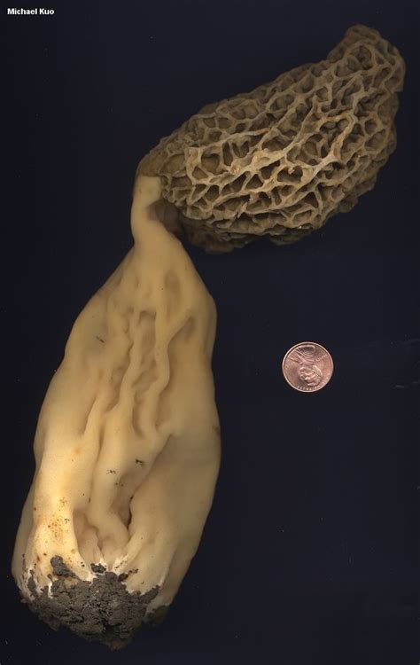 Morchella esculentoides (MushroomExpert.Com)