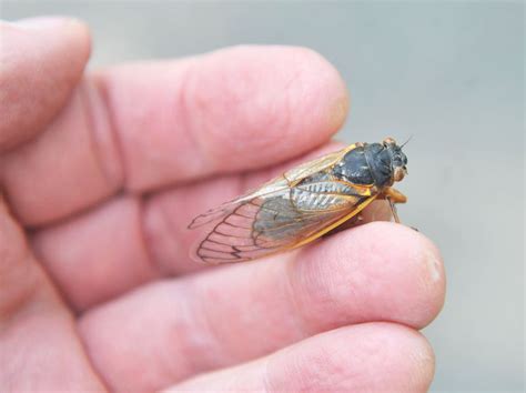 17 Year Cicadas Emerge In Princeton Nj On 5 23 2021