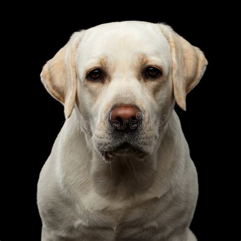 Beautiful Labrador Retriever Dog In Front Of Isolated Black Background