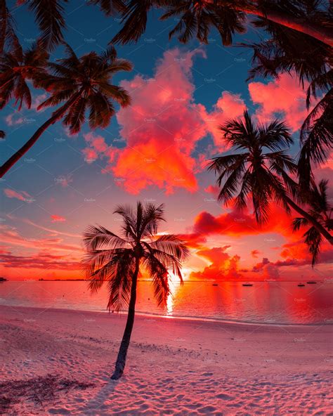 Sunset Beach Palm Tree Maldives Nature Stock Photos ~ Creative Market