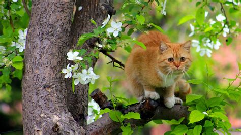 Spring Cats 1920x1080 Wallpapers Wallpaper Cave