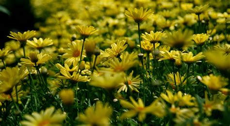 Yellow Daisy Wallpapers On Wallpaperdog