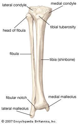 Joints of hand anterior view, lateral view, right hand. fibula | bone | Anatomy bones, Medical anatomy, Physiology