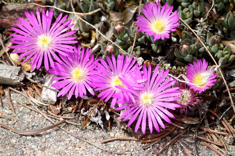 Pink Ice Plant Flowers Close Up Picture Free Photograph Photos