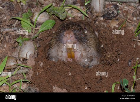 Gopher Teeth Hi Res Stock Photography And Images Alamy