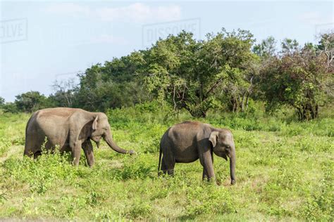 Scenic View Of Wild Elephants In Natural Habitat On Field Sri Lanka