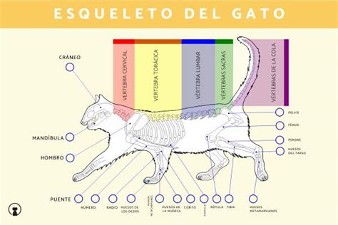 Anatomía De Un Gato ¡partes Del Cuerpo Del Gato