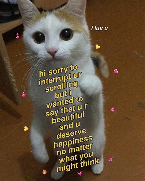 mainly wholesome cat memes coz i love n yall furry amino