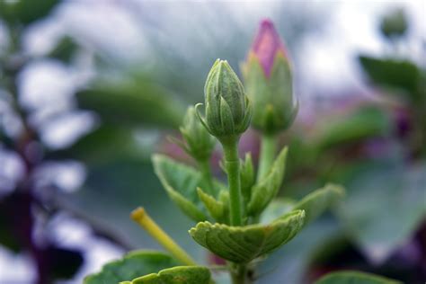 Flower Buds Free Stock Photo Public Domain Pictures