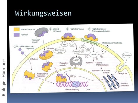 Ppt Hormone Powerpoint Presentation Free Download Id6268615