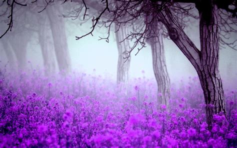 Free Download High Quality Fantastic Purple Flowers Wallpaper Full Hd