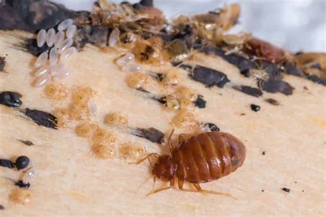 Bed Bugs Signs Of Bed Bugs Bed Bugs Bites Pestworks Info