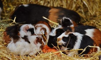 See full list on extension.okstate.edu How Long Does It Take For Guinea Pigs To Give Birth