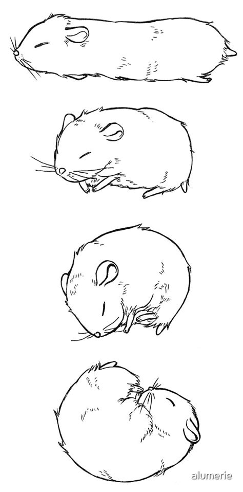 Four States Of Dwarf Hamster Drawing By Alumerie Redbubble