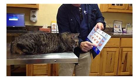 vet showing cat obesity chart