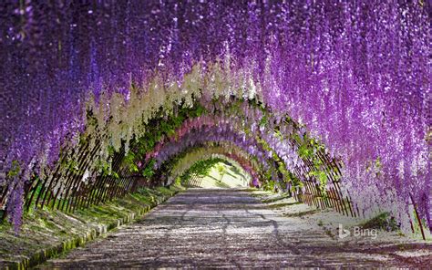 Purple Blooms Kitakyushu Japan Bing Wallpaper 42981996