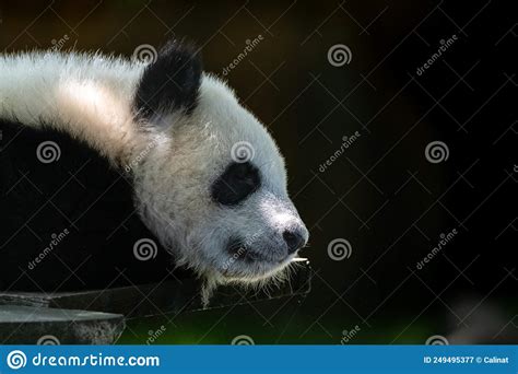 A Giant Panda A Baby Panda Napping Stock Image Image Of Playful
