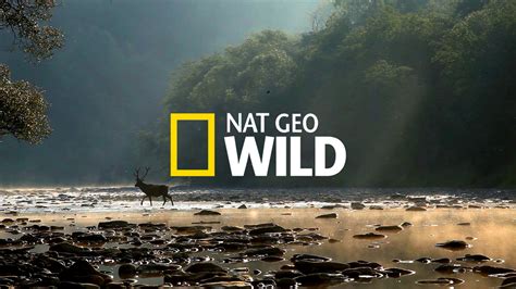 Nat Geo Wild Destaques Da Programação De 31 De Julho A 06 De Agosto