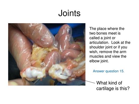 Ppt Chicken Wing Dissection Powerpoint Presentation Free Download