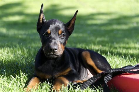 How To Train A Doberman Pinscher Puppy Milestones And Timeline