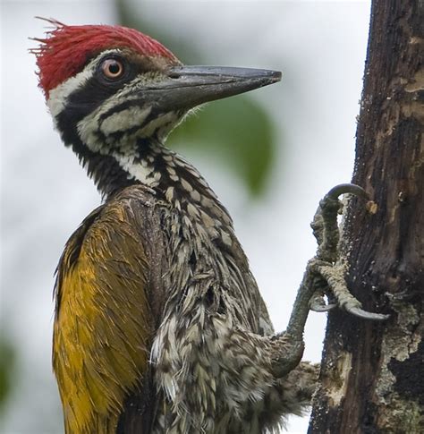 Greater Flameback Woodpecker Male Chrysocolaptes Lucidus A Photo