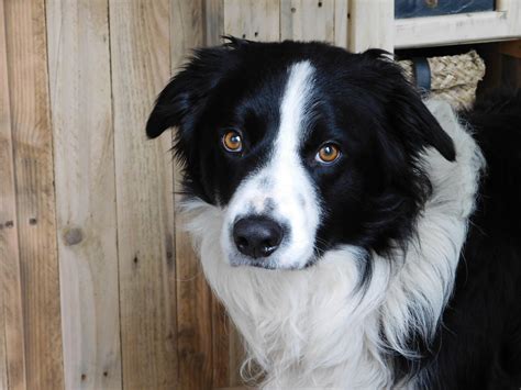 Sam Border Collie Bordercollie Collie Dog Collie Puppies Border