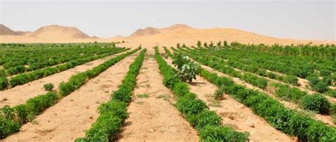 China Is Farming In The Desert Desert Farming Saves Lives