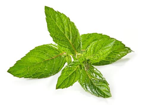 Fresh Green Mint Leaf Stock Photo Image Of Healthy 153437684