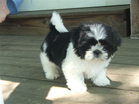 Free Shih Tzu Puppies In Pa Pets Lovers