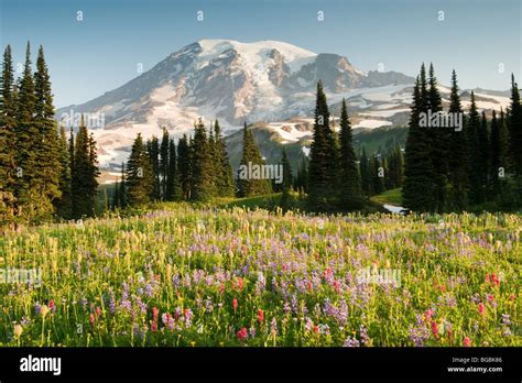 Summer Wildflowers Mt Rainier National Park Washington Stock Photo