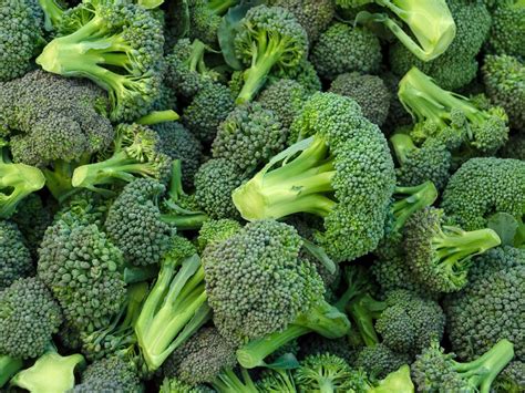 Storing Broccoli Heads What To Do With Your Broccoli Harvest