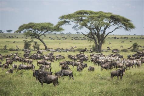 10 Beautiful Serengeti National Park Images