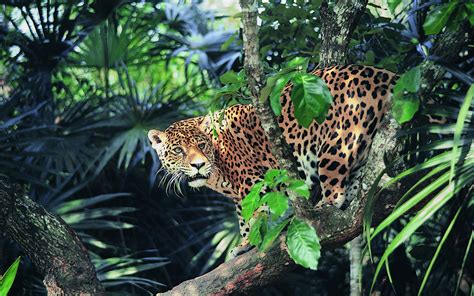Tropical Rainforest Animals Jaguar New Girl Wallpaper