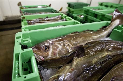 EU Parlamentet fjerner tidsbegrænsning på fiskeri BT Erhverv bt dk