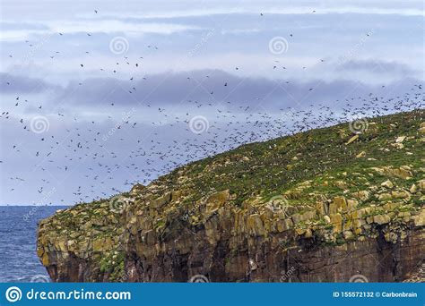 Puffins Flying Over Newfoundland Island Stock Photo Image Of Atlantic