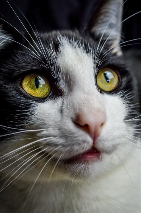Narrow Portrait Of A Beautiful Young Black And White Cat With Yellow