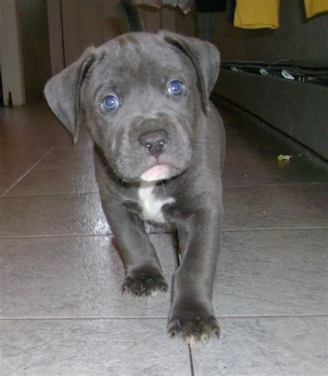 Gray Pitbull Puppy Cute Furry And Ferocious Pinterest