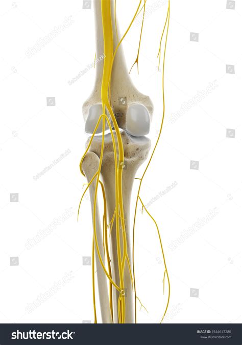 1809 Medically Accurate Nerve Images Stock Photos And Vectors