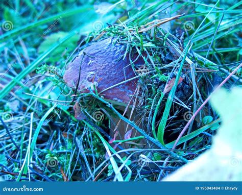 Forest Mushroom White Mushroom Autumn Forest Is Rich In Mushrooms