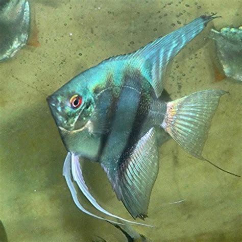 Pinoy Blue Angelfish Angel Fish Angel Fish Tank Tropical Freshwater
