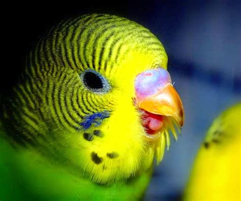 Cool Pictures Images And Photos For Facebook Awesome Birds Profile Pics